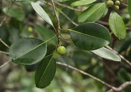 Image result for Mimusops obtusifolia