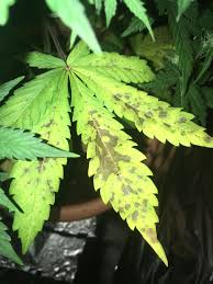 Check spelling or type a new query. Lower Leaves Turning Yellow And Falling Off During Early Flowering Now Spreading Up The Plant And Developing Brown Spots Autoflowers