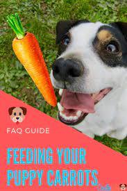 Guide To Feeding Puppy Carrots Feeding Puppy Dog Safe Food What Can Puppies Eat