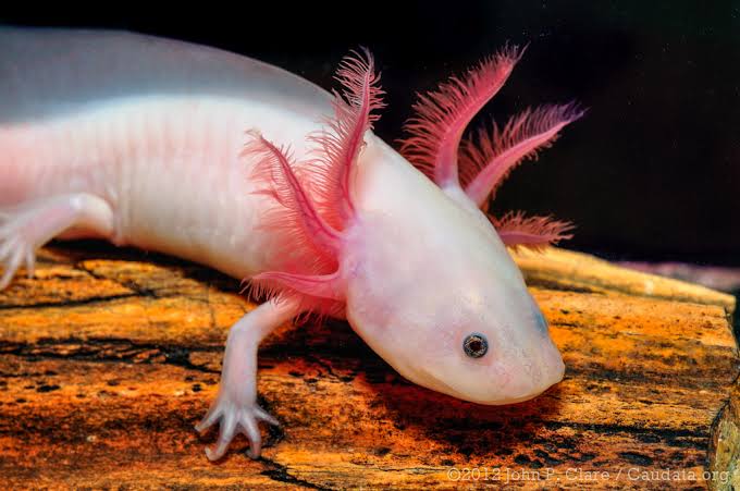 Mga resulta ng larawan para sa Leucistic Axolotl (Ambystoma mexicanum)"