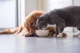 Best automatic cat feeders wet food comparison. Traces Of Glyphosate Found In Dog And Cat Food