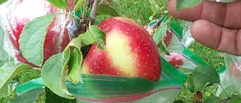 How to spray organic apple trees for pests. Bagging Apples For Insect And Disease Control Wisconsin Horticulture