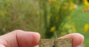 Image result for Microcoelia globulosa