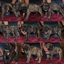 Unfortunately, this also meant the presa canario was also often used in dogfighting. Presa Canario Puppies Ukc For Sale In Salt Lake City Utah Classified Americanlisted Com