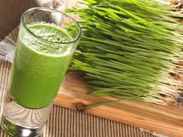 Rub the juice into the scalp, wait ten minutes, shampoo and rinse. Wheatgrass Benefits Side Effects And More