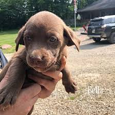 We did not find results for: Adopt A Pet Petsmart Charities
