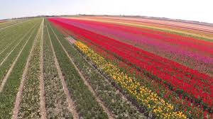 Check spelling or type a new query. Stunning Aerial Video Of Dutch Tulip Fields Tulips Fields In Holland Youtube