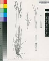 Image result for Aristida canescens
