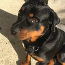 Browse thru rottweiler puppies for sale in massachusetts, usa area listings on puppyfinder.com to find your perfect puppy. 6 Best Rottweiler Breeders In The United States 2021 We Love Doodles