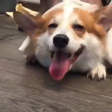 Cute Corgi Dog In 2020 Cute Animal Videos Cute Corgi Corgi Dog