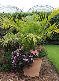 With their large, showy flowers, canna plants can add instant tropical flair to a container garden. Container Combo Ideas From Costa Farms Costa Farms