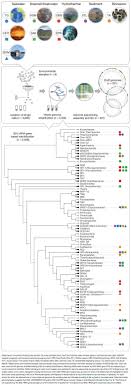 Single Cell Genomics At Scale Genome Sequencing Enhances Our Understanding Of The Biological World Amazing Science Genome Sequencing Genome Understanding