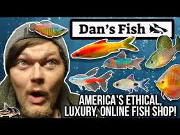 Sending Giant Rivulus Killifish to Tristan in VA