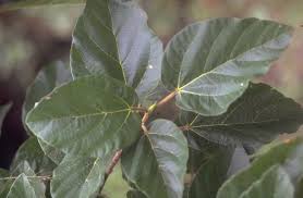 Image result for Ficus sycomorus