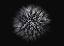 Free shipping on many items | browse your favorite brands | affordable prices. Backyard Flowers In Black And White 68 Flow Version Photograph By Brian Carson