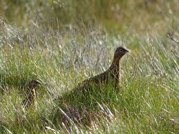 Maybe you would like to learn more about one of these? Ecosse Chasse Aux Petits Gibiers Gp Voyages