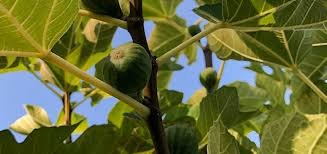 Every fruit tree variety has its own number of hours of chill needed for fruit production. Average Chill Hours Chart For Fruit Trees One Green World