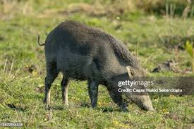 675 Indian Pig Stock Photos, High-Res ...
