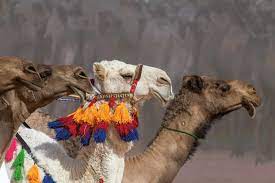 Download and use 80+ camel stock videos for free. Camels And Culture A Celebration Aramcoworld