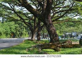 Gagasan pokok atau ide utama adalah ide yang terletak dalam kalimat utama dan menjadi musim hujan hampir tiba. Pokok Hujan Hujan Stock Photos And Images Avopix Com