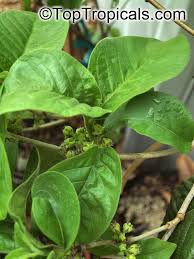 Image result for Vangueria esculenta