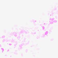 Sakura Floating Petals Png Sakura Petal Png Transparent Clipart Image And Psd File For Free Download Flower Backgrounds White Flower Background Pink Flowers Background