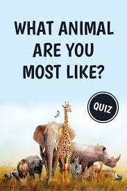 What Animal Are You Most Like In 2021 What Animal Are You Animal Quiz Whats Your Spirit Animal