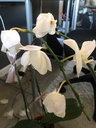 Orchids garden orchid plants orchid roots terracotta flower pots orchid care may flowers plant design orchids in water blue orchids indoor orchids orchids garden flowers garden orchid. Looking For A Paramedic For My Dying Orchid I Have No Idea What I M Doing Wrong It Suddenly Switched Seasons Here In California And My Once Thriving Orchids Are Dropping Left