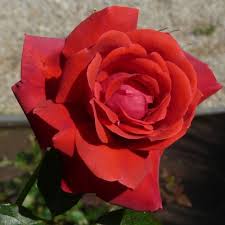 A big, strong shrub or climbing rose, is more contained in cold climates than here in california where it sometimes reaches the height of climbers. Kathleen Harrop Climbing Rose Trevor White Roses