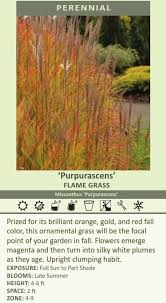 Image result for Miscanthus violaceus