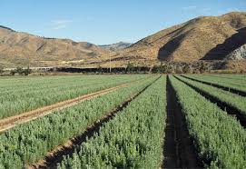 The southern nursery association (sna) has announced the sna virtual conference scheduled for february. Idaho Bureau Of Land Management