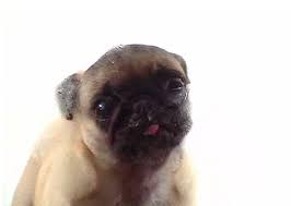 a dog licking your screen
