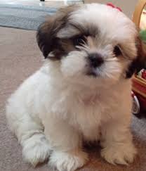 Both puppies have first set of shots, have started deworming, and have been given flea medicine. 11 Pomeranian Shih Tzu Ideas Shih Tzu Pomeranian Puppies