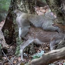 Monkey Tries to Mate With Deer in First Ever Video