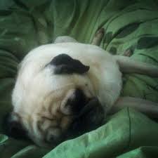 My Pug S Favorite Spot On The Big Bed Between My Legs Not My Favorite During The Summer S Pug Love Pugs Animals