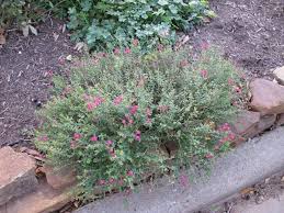 12' to 20' anacacho orchid eve's necklace texas redbud native Pin On Hm Ext Garden Flowers