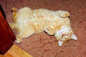 An orange tabby cat is simply a coat pattern and not a breed. Orange Tabby Cats Facts Lifespan Intelligence All About Cats