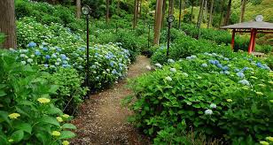 In japan, thanks to its four distinct seasons, you can enjoy a wide variety of flowers that change with the. Japan Has Tons Of Beautiful Flowers 9 Flower Spots In Western Japan Tsunagu Japan