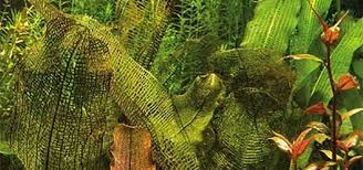 Image result for Brillantaisia madagascariensis