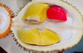 Durian adalah nama tumbuhan tropis yang berasal dari wilayah asia tenggara, sekaligus nama buahnya yang bisa dimakan. Anim Agro Technology Durian Merah Di Sabah Satu Tinjauan