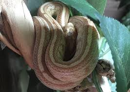 We did not find results for: 50 Types Of Corn Snake Morphs Colors With Pictures Pet Keen