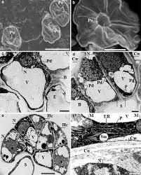 Image result for Combretum celastroides