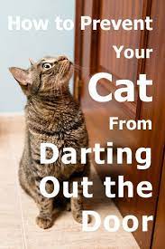 How To Prevent Your Cat From Darting Out The Door Cats Cat Parenting Cat Training