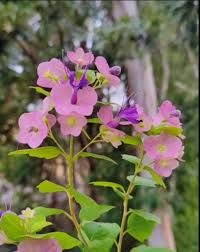 Image result for Karomia tettensis