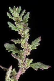 Image result for Dysphania pumilio