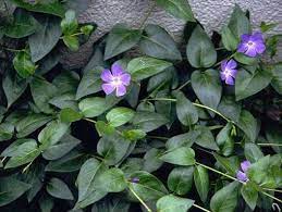Spiller Vinca Minor Greater Periwinkle Is An Easily Grown Ground Cover With Dark Green Glossy Leaves And Pur Ground Cover Vinca Minor Landscaping With Rocks
