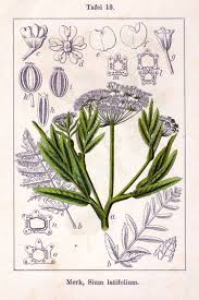 Image result for Sium repandum
