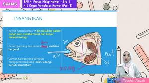 Ada haiwan yang bernafas melalui spirakel, kulit lembap dan insang. Topik 04 Organ Pernafasan Haiwan My E Tuition