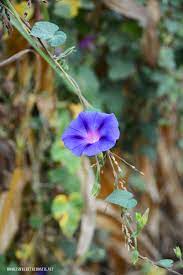Life Lessons From Morning Glory In A Cornfield Morning Glory Morning Glory Vine Beautiful Flowers