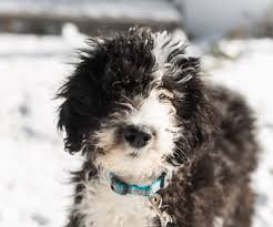 Sheepadoodle What Its Like To Own A Sheepdog Poodle Mix